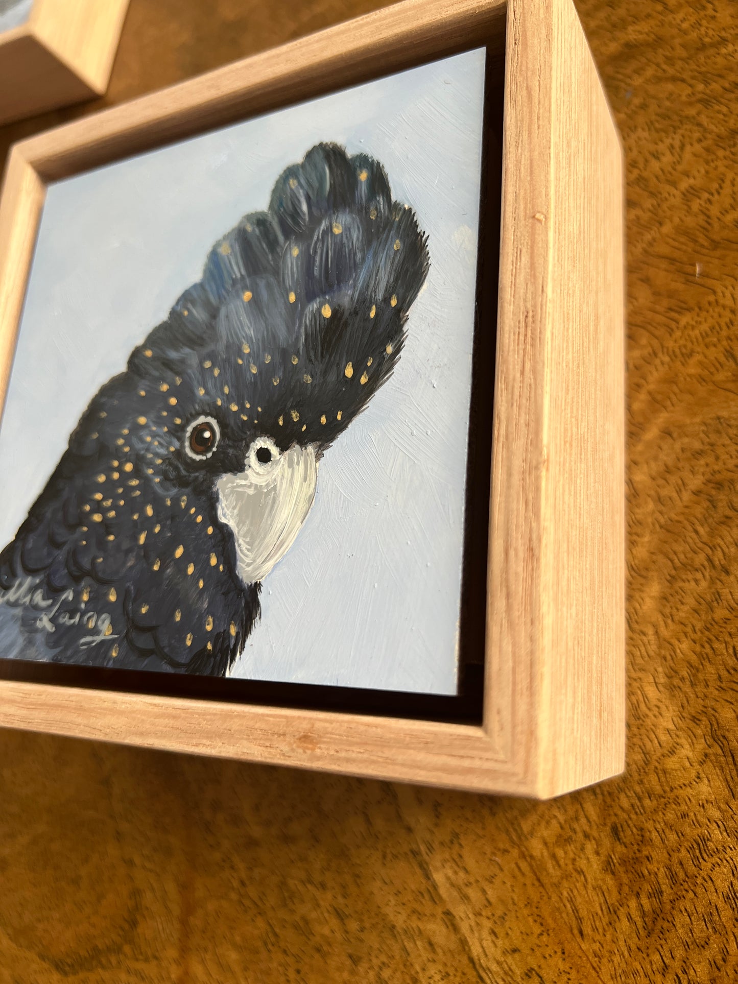 Red Tail Black Cockatoo