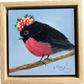 Pink Robin
