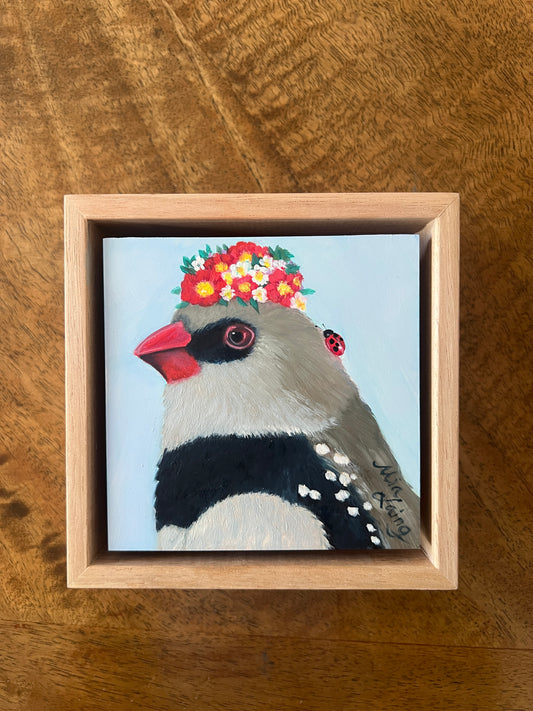 Diamond Firetail Finch
