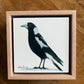 Australian Magpie