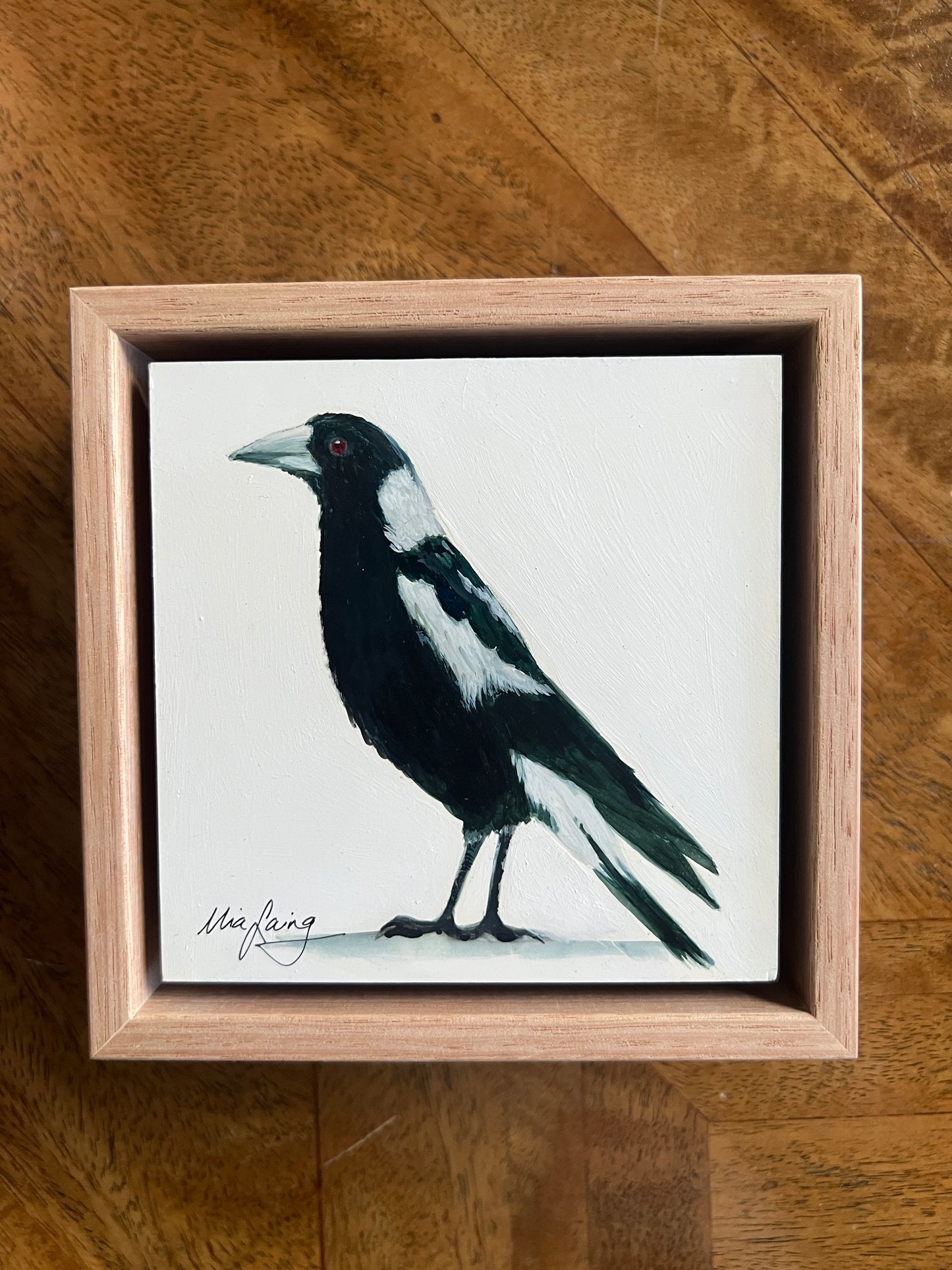 Australian Magpie