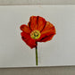 Little Gouache  - Poppy