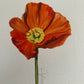 Little Gouache  - Poppy