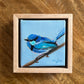 Little Things - A Little Painting Collection - Fairy Wren