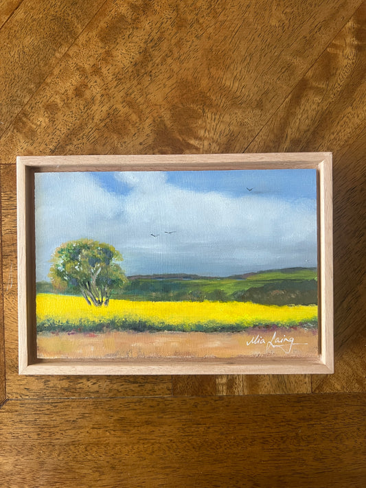 Littlest Little Thing - Canola Fields