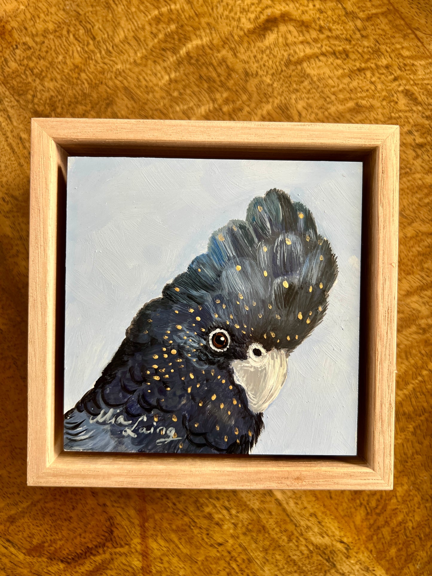 Red Tail Black Cockatoo